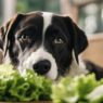 Cachorro pode comer alface