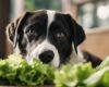 Cachorro pode comer alface