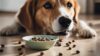 Cachorro pode comer feijão