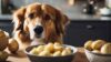 Cachorros podem comer batata