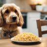 Cachorros podem comer macarrão