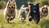 Nomes de cachorros masculino