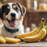 Pode dar banana para cachorro