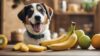 Pode dar banana para cachorro