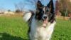 Raça de cachorro border collie